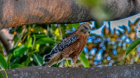 A Redtail Hawk on a tree limb Stock Photos