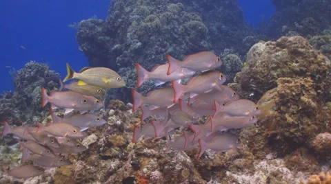 Redtail snappers Vidéo 8622220