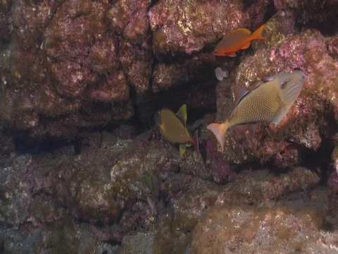 redtail triggerfish hiding on