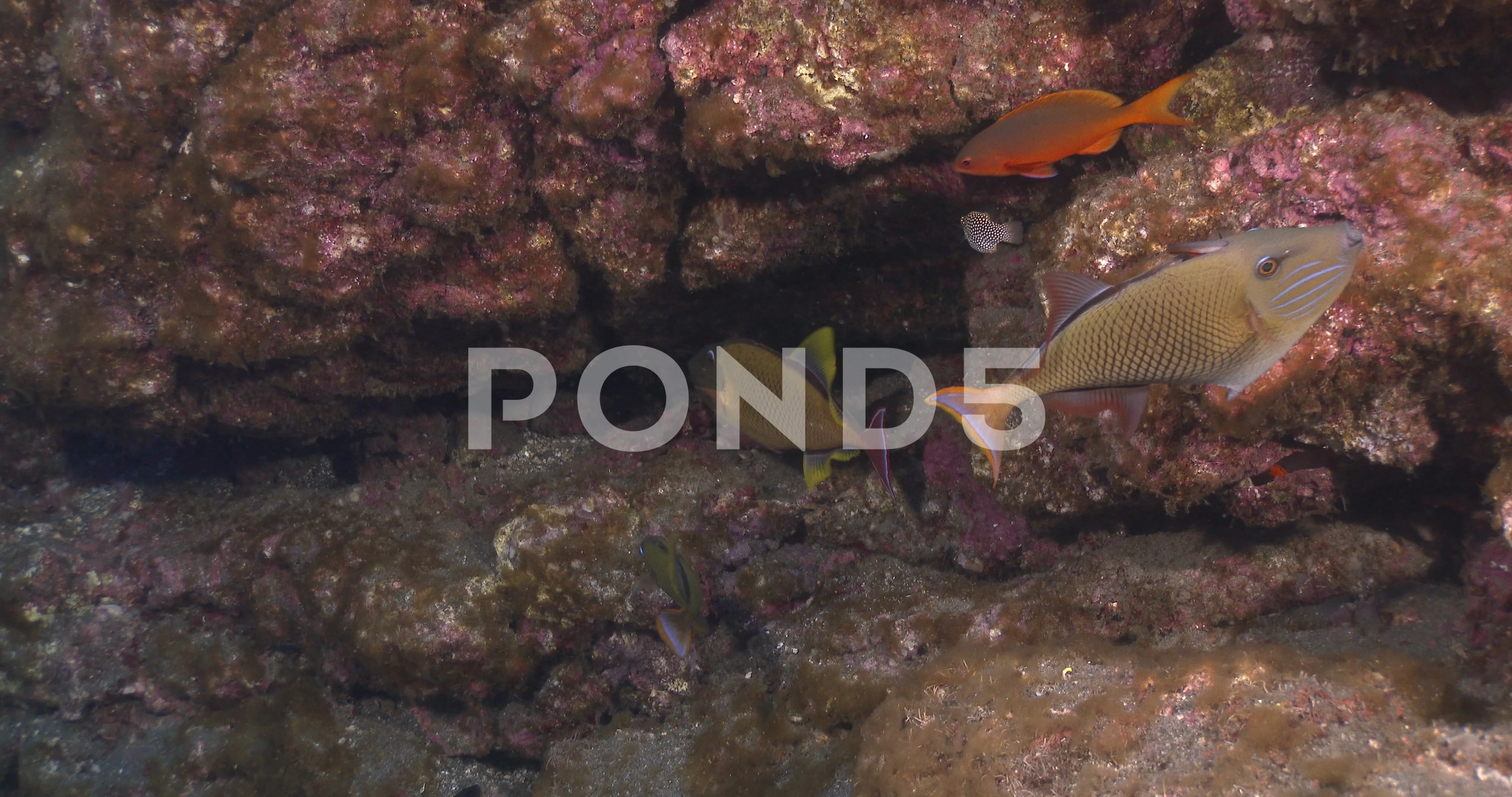redtail triggerfish hiding on