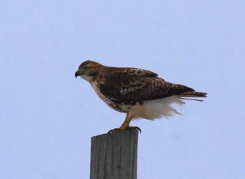Redtailed hawk Stock Photos