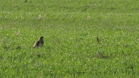 Redtailed hawk in prairie grass on sunny day Stock Footage 83467301