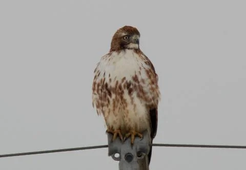 Redtailed hawk2 Stock Photos
