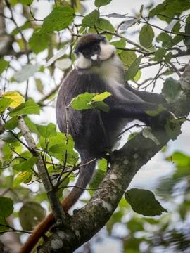 Red tailed Monkey Cercopithecus ascanius Bigodi Wetland Uganda Africa Stock Photos