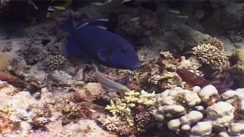 Redtooth Triggerfish Feeding On Reef Stock Footage 300666358