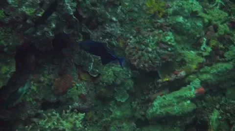 Redtooth triggerfish Stock Footage 10727101