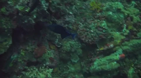 Redtooth triggerfish Stock Footage 10737693