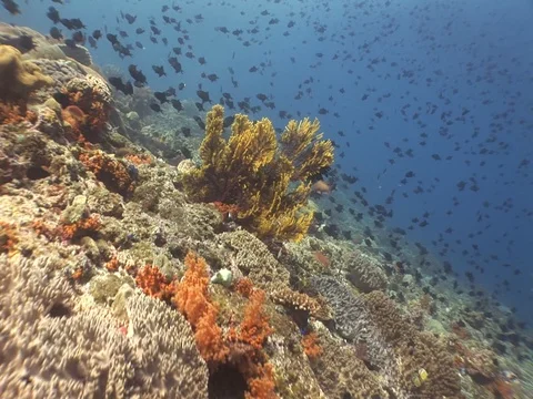 Redtooth Triggerfish Stock Footage 98670006