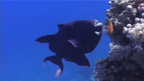 Redtooth Triggerfish Hovering Over Coral Rocks Stock Footage 300666824