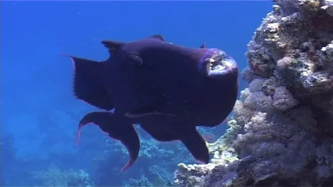 Redtooth Triggerfish Hovering Over Coral Rocks, Close Up Stock Footage 300666884