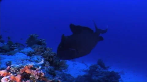Redtooth Triggerfish (Odonus niger) In Deep Waters Stock Footage 300666129