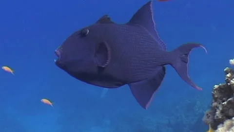 Redtooth Triggerfish (Odonus niger) Stock Footage 292777584