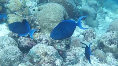 Redtooth Triggerfish Odonus niger hide in coral reef Stock Footage 56844625