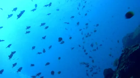 Redtooth triggerfish (Odonus niger) in school Stock Footage 12389882