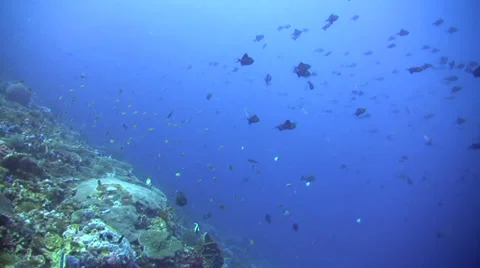 Redtooth triggerfish (Odonus niger) in school Stock Footage 34862129