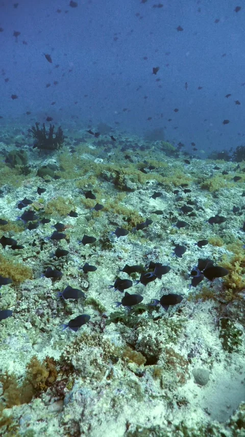 Redtooth triggerfish over vibrant red and orange coral Stock Footage 325728295