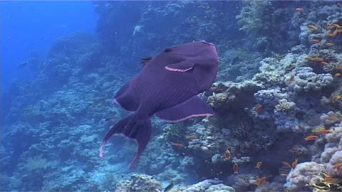 Redtooth Triggerfish in Reef Habitat Stock Footage 300666874