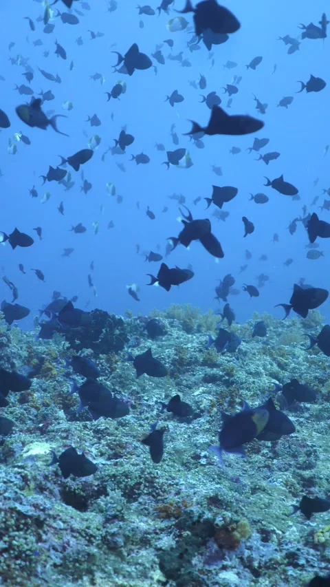Redtooth triggerfish school swims above coral reef Stock Footage 325514040