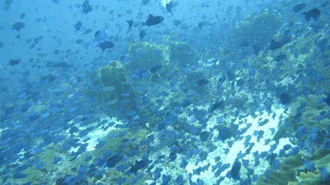 Redtooth triggerfish swimming near reef sponge Stock Footage 327580448
