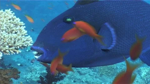Redtooth Triggerfish Swimming in the Reef, Close Up Stock Footage 300667692