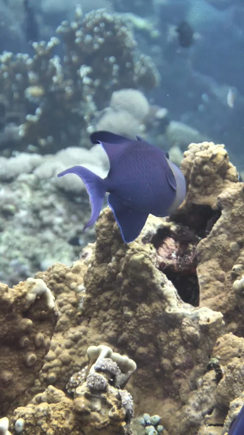 Redtooth triggerfish swims around coral structures Stock Footage 325512427