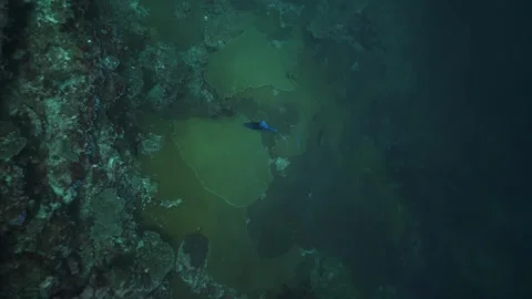 Redtoothed Blue Triggerfish with Missing Fin Stock Footage 270340807