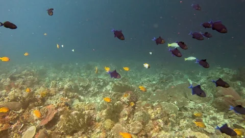 Redtoothed triggerfish and yellow chromis damselfish swim in the Banda Sea Vídeo Stock 302277124