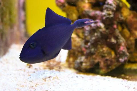 Redtoothed Triggerfish in the aquarium. The frame is in selective focus. Stock Photos