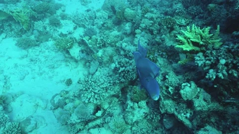 Redtoothed Triggerfish Or Niger Trigger ( Odonus niger ) Swims Over Corals Stock Footage 146810442