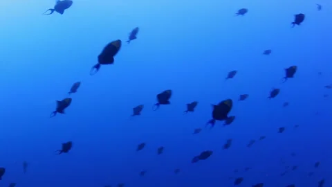 Redtoothed Triggerfish Schooling in Clear Blue Water Stock Footage 346344211