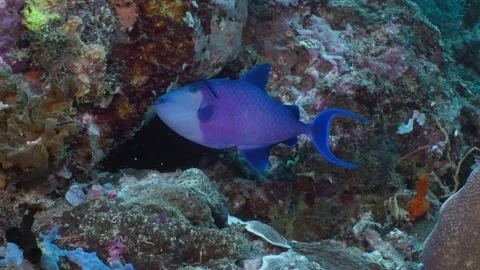 Redtoothed Triggerfish visiting a cleaning station, 60fps 1 of 3 Stock Footage 340066604