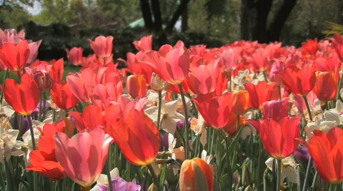 RedTulips.1080.PJ Stock Footage 721335