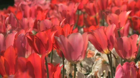 RedTulips.Tight.1080.PJ Stock Footage 721355