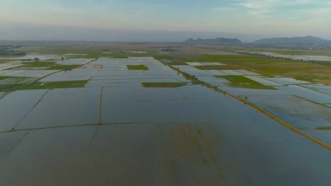 Reduce the flying  shot of rice fields rural Thailand. Stock Footage 128034928