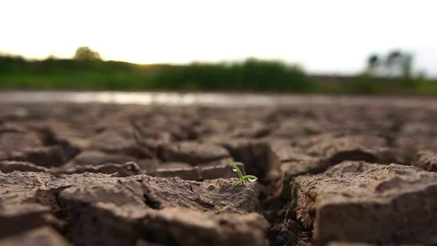 Reduce water to small trees on the barren land with our hands  Stock Footage 113207042