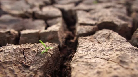 Reduce water to small trees on the barren land with our hands Stock Footage 113207254