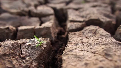 Reduce water to small trees on the barren land with our hands Stock Footage 113207591
