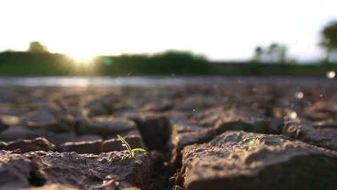Reduce water to small trees on the barren land with our hands  Stock Footage 113207712