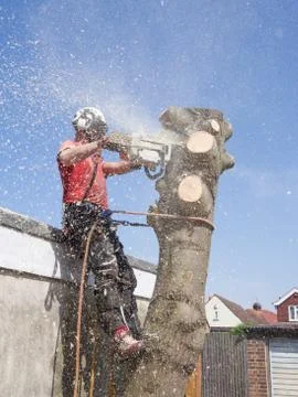 Reducing the height of a tree. Foto stock