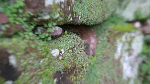 The Reduction San Ignacio Miní, Misiones in Argentina Vídeos de archivo 24752893