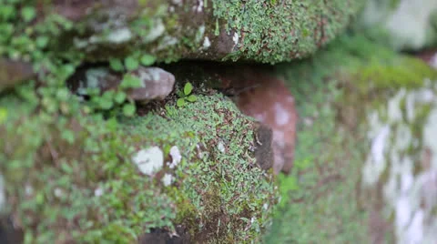 The Reduction San Ignacio Miní, Misiones in Argentina Vídeos de archivo 24752897