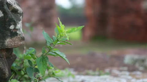 The Reduction San Ignacio Miní, Misiones in Argentina Vídeo Stock 24753094