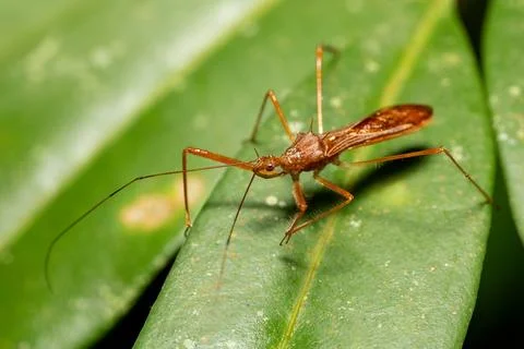 Reduviidae, true assassin bug. Refugio de Vida Silvestre Cano Negro, Costa Ri Stock Photos