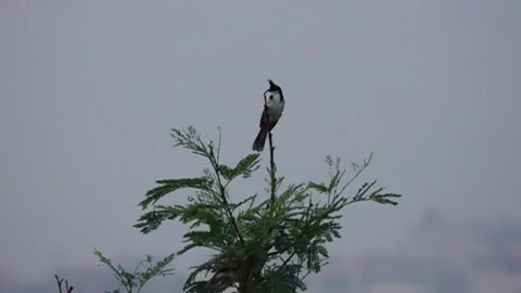 RedVented bulbul, in flight with Grace from tree top 動画素材 246170015