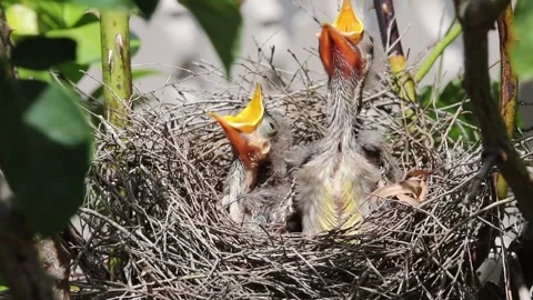 Redwattle chicks craning to be fed in nest. Stock Footage 229189155