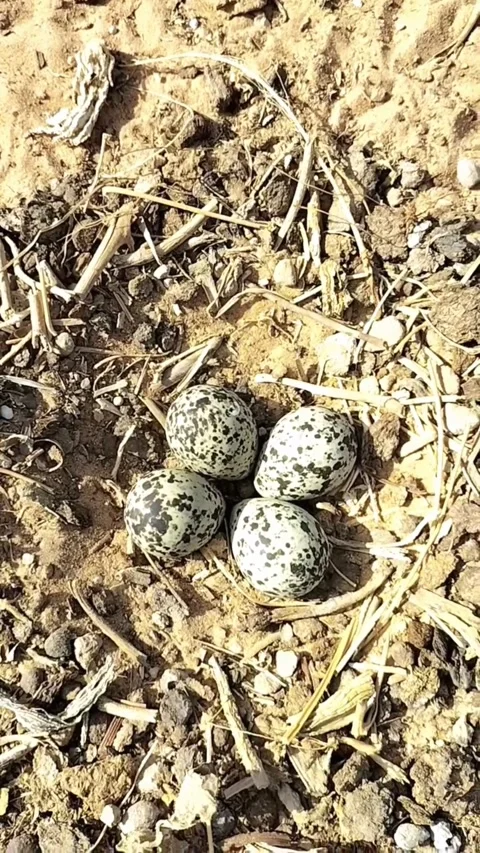Redwattled lapwing egg Stock Footage 243754236