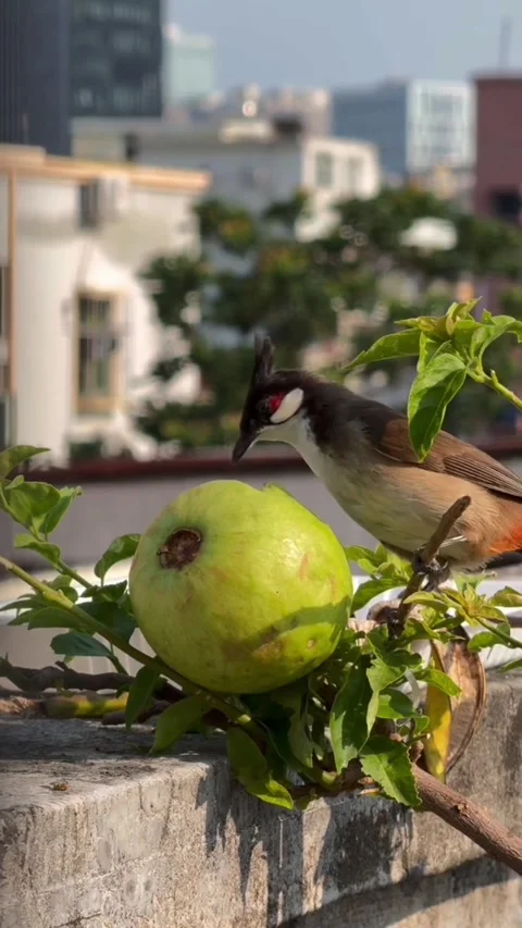 Redwhiskered bulbul bird perched next to a ripe guava fruit Stock Footage 336033588