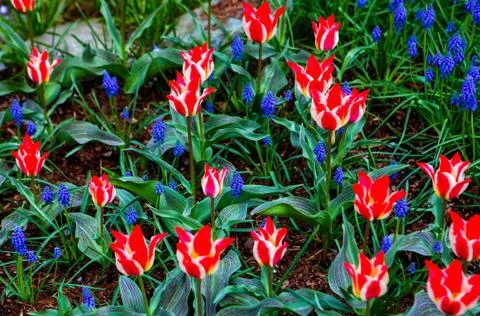 Red/White Tulip Stock Photos