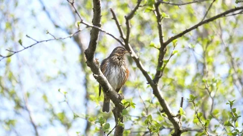 Redwing bird in tree preening and singing Stock Footage 89981903