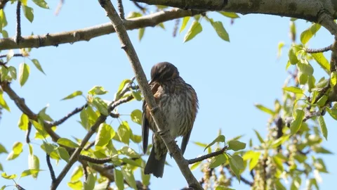 Redwing bird in tree preening Stock Footage 89978387